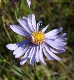 Aster amellus. Соцветие. Республика Мордовия, Большеберезниковский р-н, окр. с. Вейсэ, открытый склон с выходами мергелисто-меловых пород. 5 августа 2016 г.