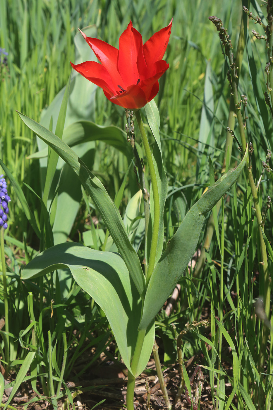 Изображение особи Tulipa carinata.