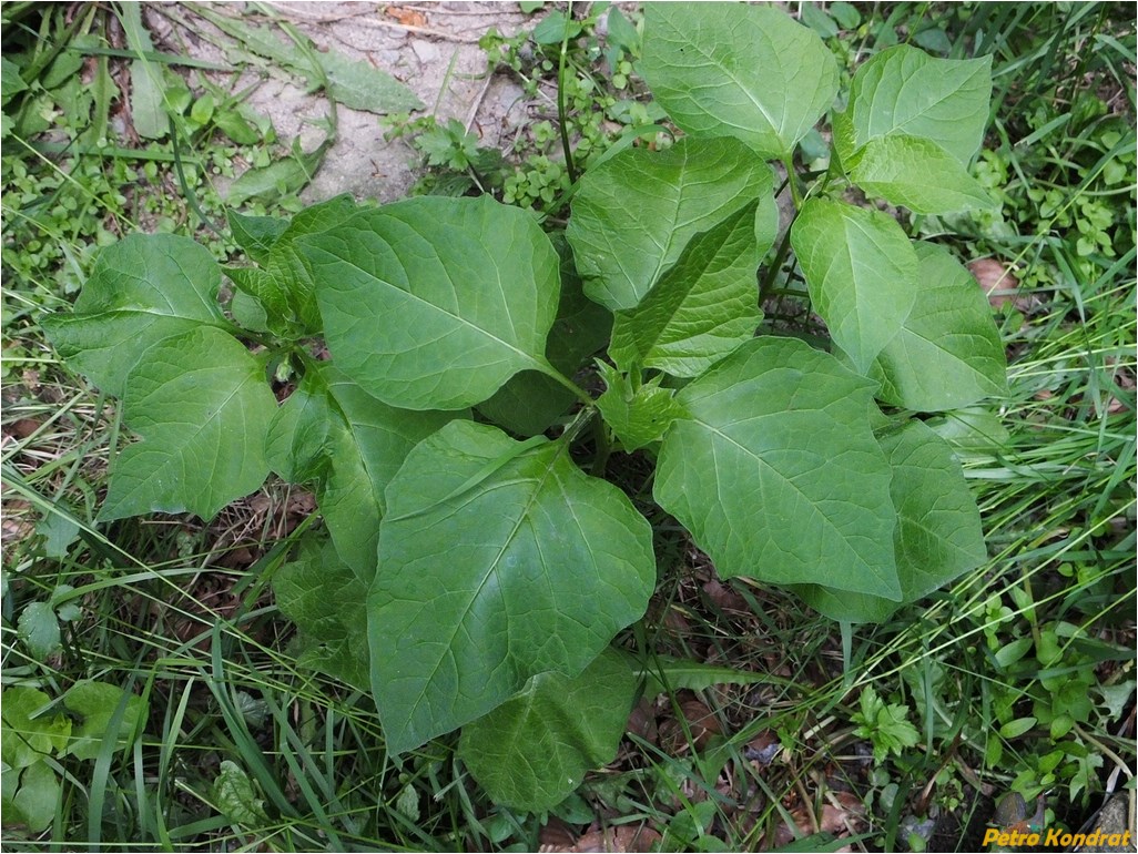 Image of Alkekengi officinarum specimen.