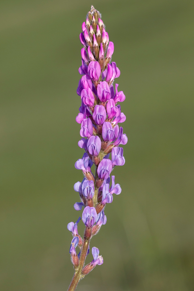 Изображение особи Oxytropis knjazevii.