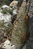 Dianthus xylorrhizus. Плодоносящее растение в расщелине скалы. Греция, о-в Крит, ном Ханья (Νομός Χανίων), дим Киссамос (Κίσσαμος), locus classicus. 20 июня 2017 г.