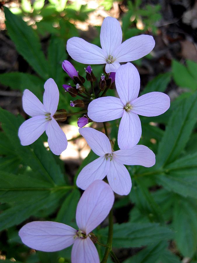 Image of Cardamine quinquefolia specimen.