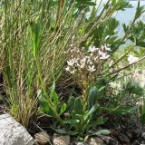 Gypsophila cephalotes. Цветущее растение в сообществе с Festuca и Anemonastrum protractum. Южный Казахстан, Таласский Алатау, запов. Аксу-Джабаглы, пер. Улькен-Каинды, выс. 2600 м н.у.м., скалисто-щебнистый склон сев. экспозиции. 11 июня 2017 г.