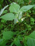 Solanum nigrum