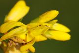 Смотреть изображение Genista tinctoria