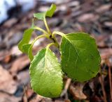Orthilia secunda. Перезимовавшее растение. Чувашия, окр. г. Шумерля, лесной массив \"Торф\". 29 марта 2008 г.