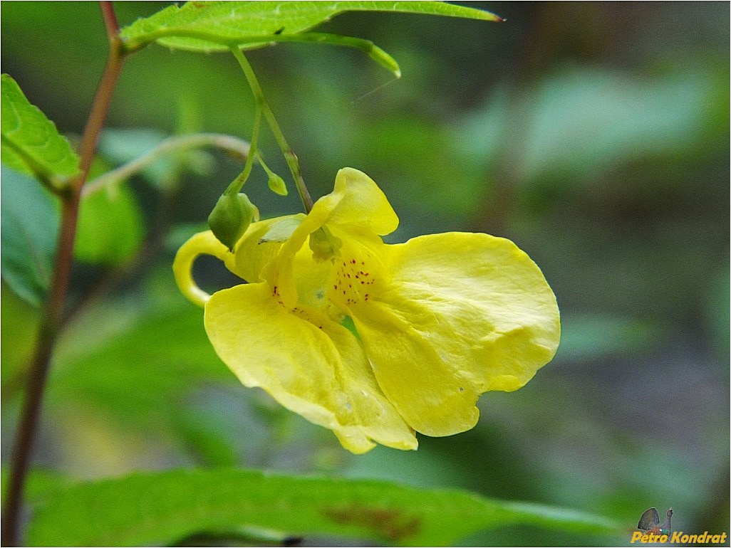 Image of Impatiens noli-tangere specimen.