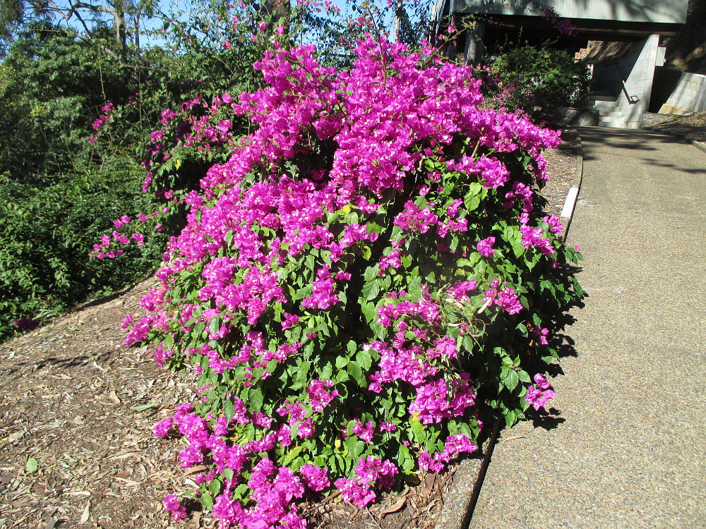 Image of Bougainvillea glabra specimen.