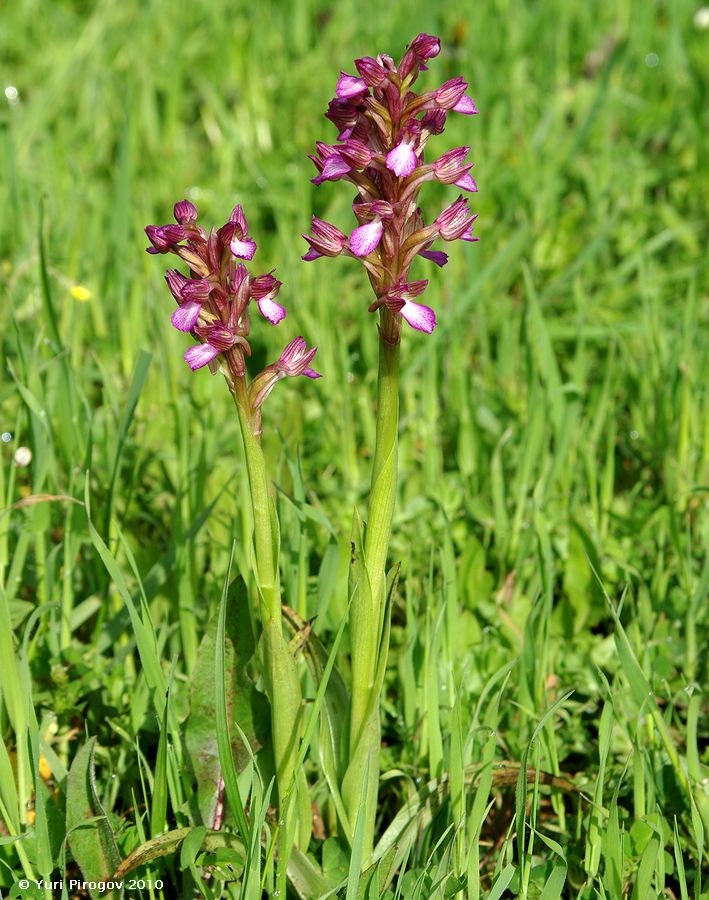 Image of Anacamptis papilionacea ssp. schirwanica specimen.