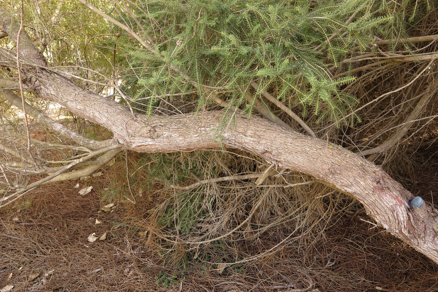 Image of Hakea scoparia specimen.