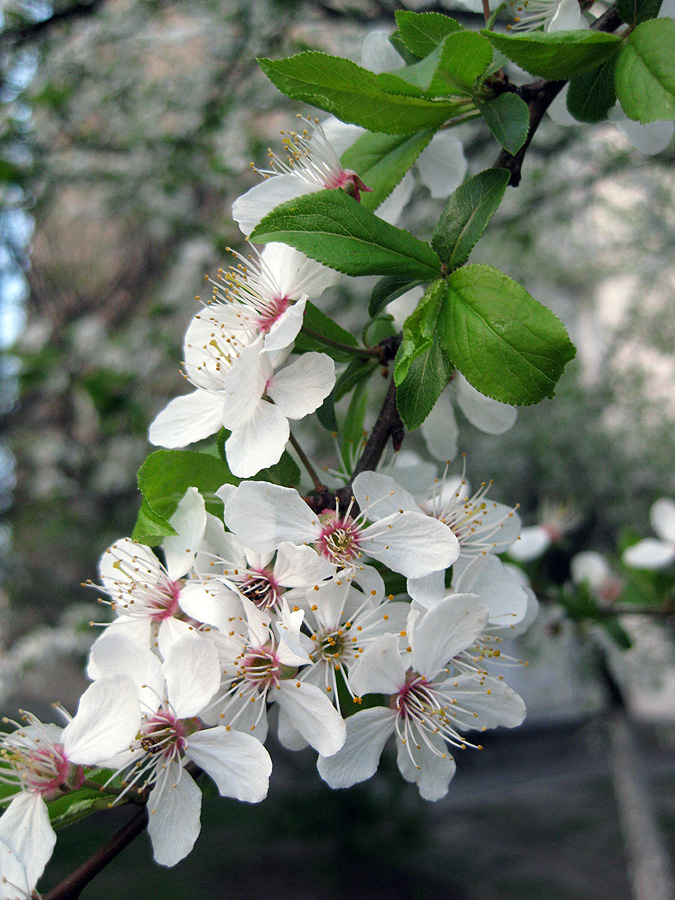 Image of Prunus cerasifera specimen.