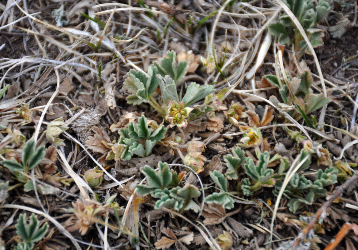 Image of Potentilla acaulis specimen.