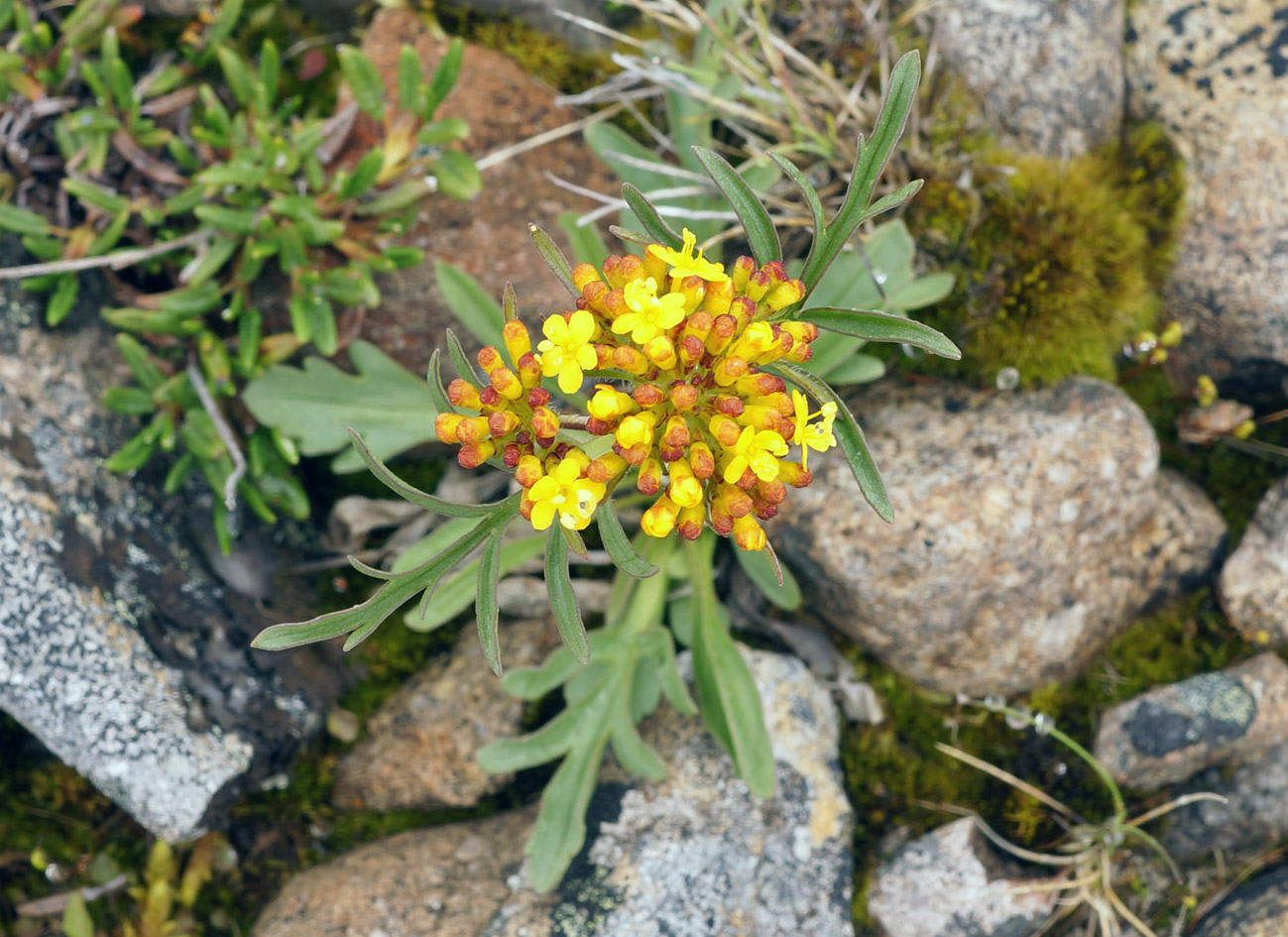 Image of Patrinia sibirica specimen.