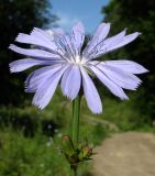 Cichorium intybus