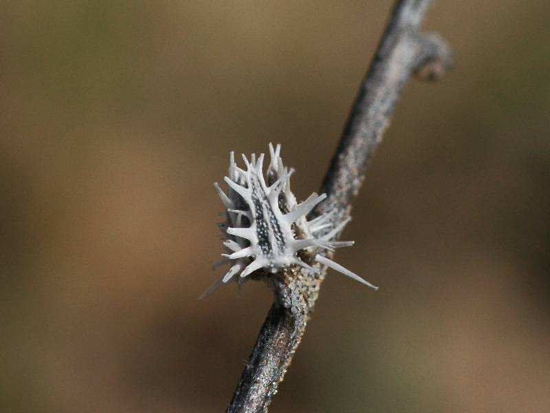 Изображение особи Lappula semiglabra.