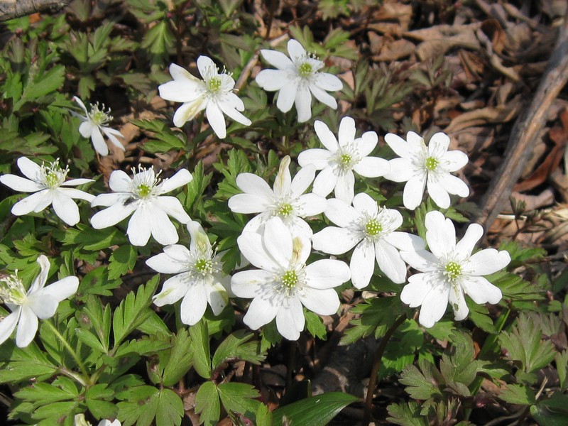 Image of Anemone amurensis ssp. kamtschatica specimen.