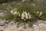 Astragalus rupifragus