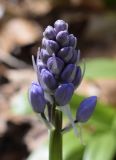 Scilla lilio-hyacinthus. Соцветие в бутонах. Испания, автономное сообщество Каталония, провинция Жирона, комарка Ла Гарроча, муниципалитет Сан-Фелиу-де-Пальеролс, 1050 м н.у.м., в буково-берёзовом лесу. 15.04.2018.