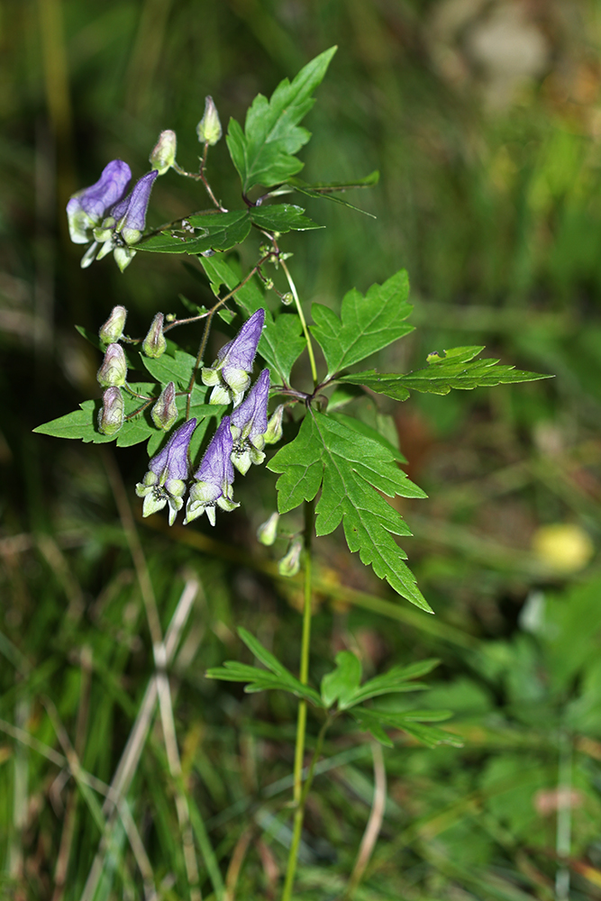 Image of Aconitum stoloniferum specimen.