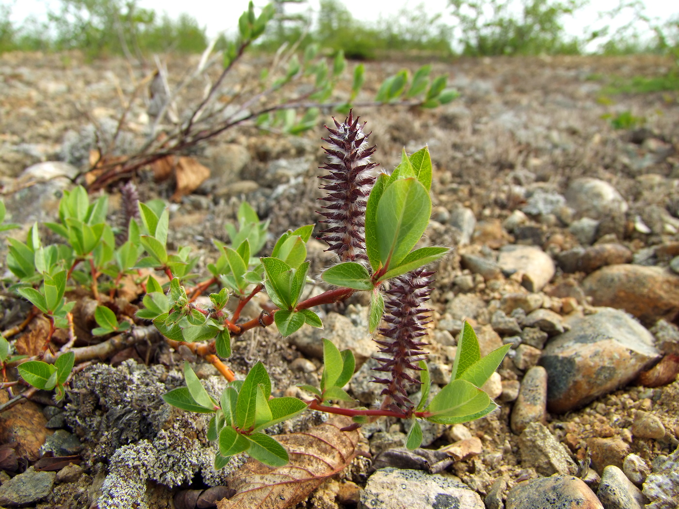 Изображение особи Salix saxatilis.