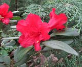 Rhododendron forrestii. Цветки (культивар 'Baden-Baden'). Московская обл., Щёлковский р-н, в культуре. 11.05.2019.