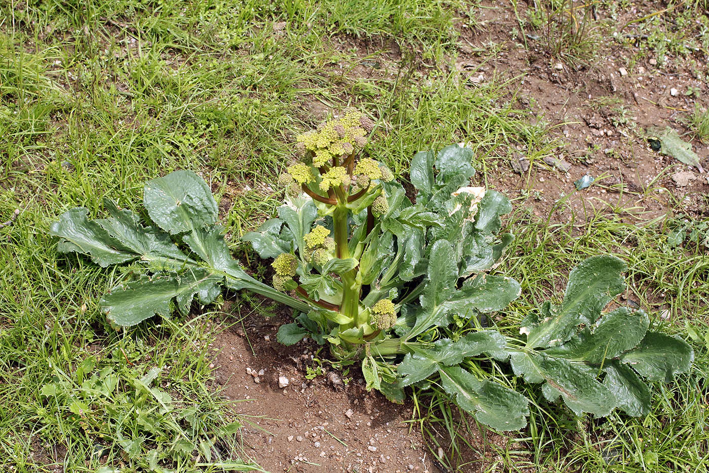 Изображение особи Ferula kokanica.