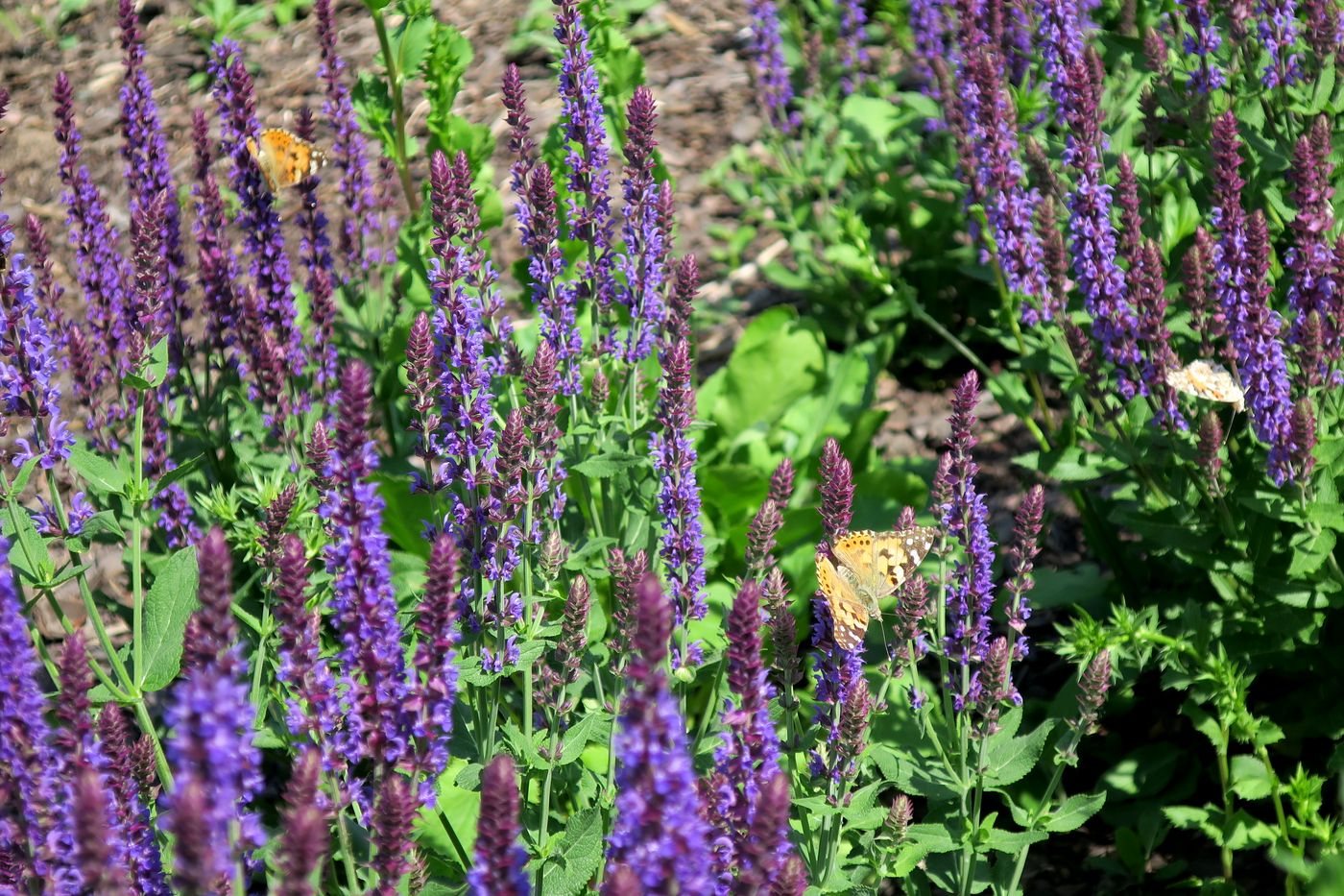 Image of Salvia tesquicola specimen.