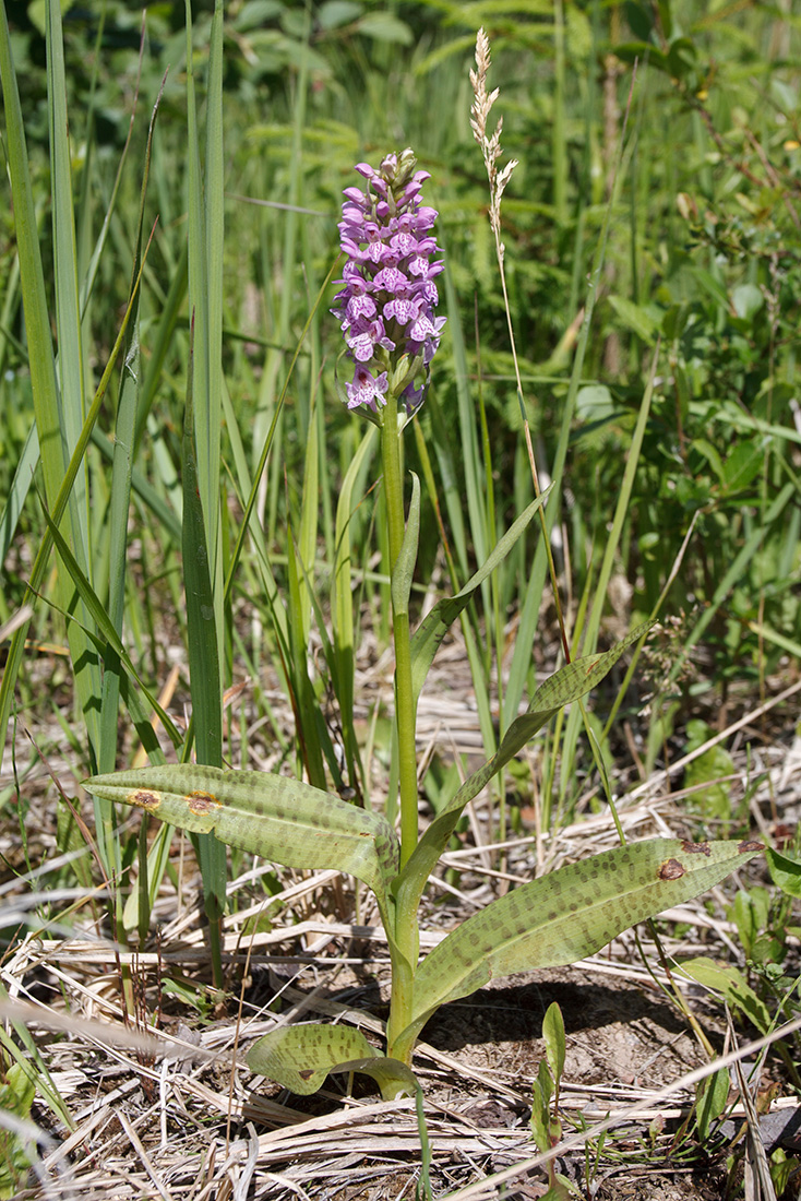 Image of Dactylorhiza baltica specimen.