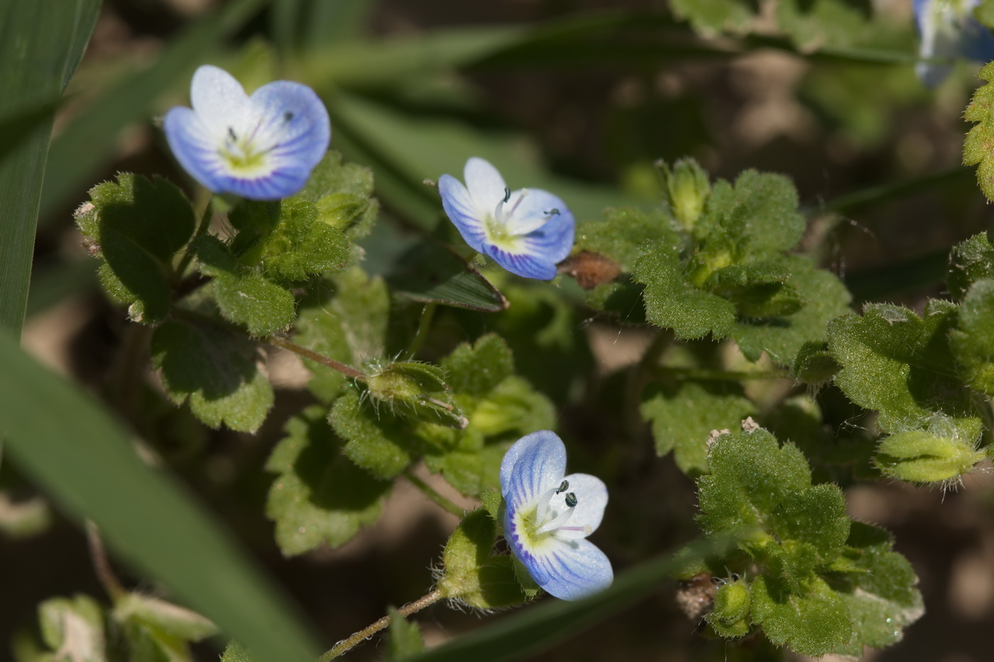 Image of Veronica persica specimen.