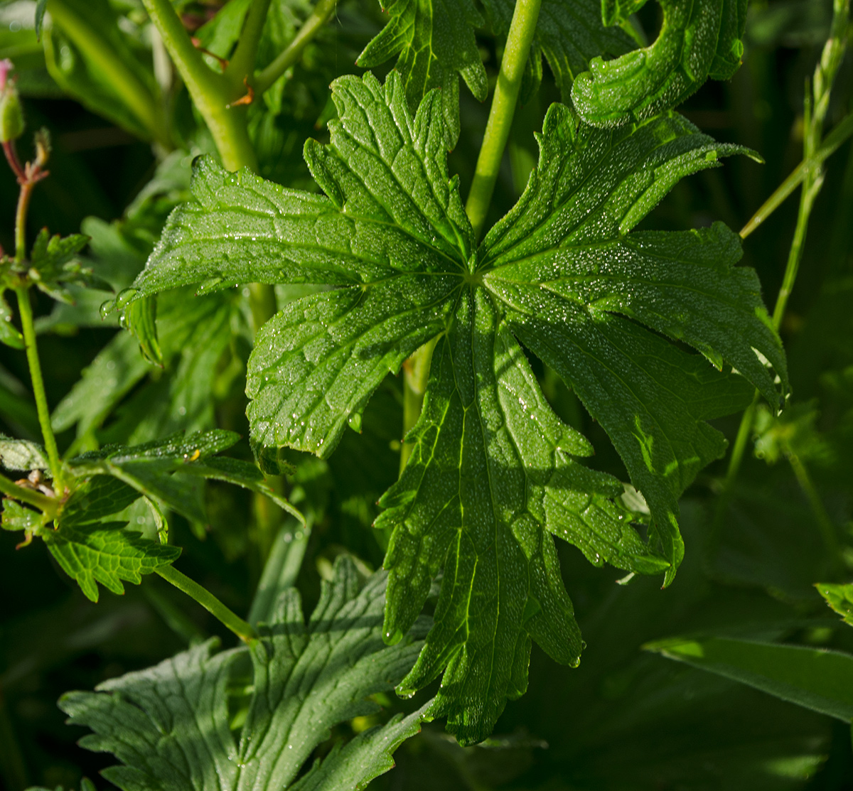 Изображение особи Geranium asiaticum.