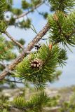 Pinus friesiana. Часть ветви со зрелой вскрывшейся шишкой. Мурманская обл., Кольский р-н, Долина Славы; кустарничково-лишайниковая тундра на скальном выходе. 07.06.2019.