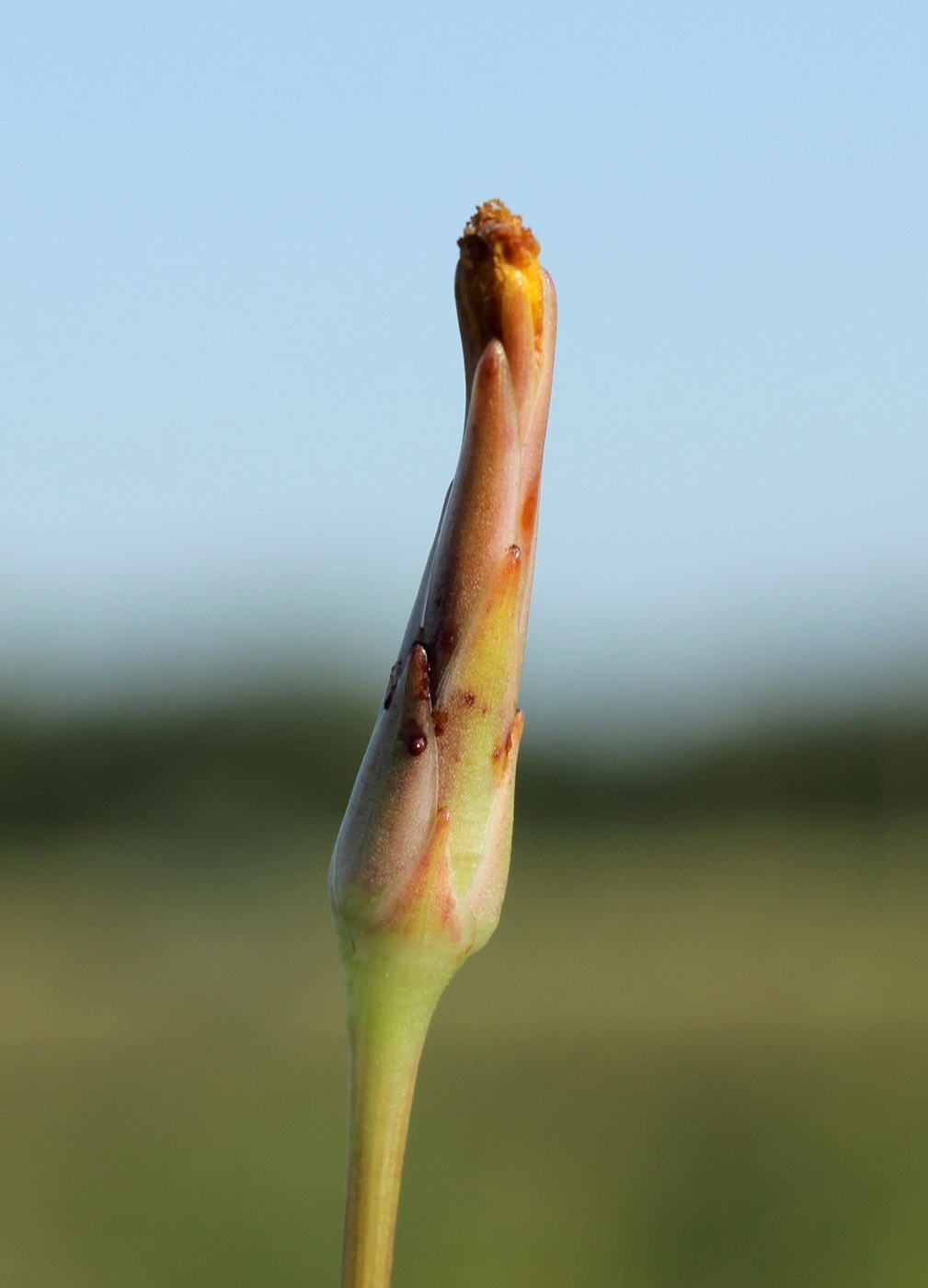 Image of Scorzonera parviflora specimen.