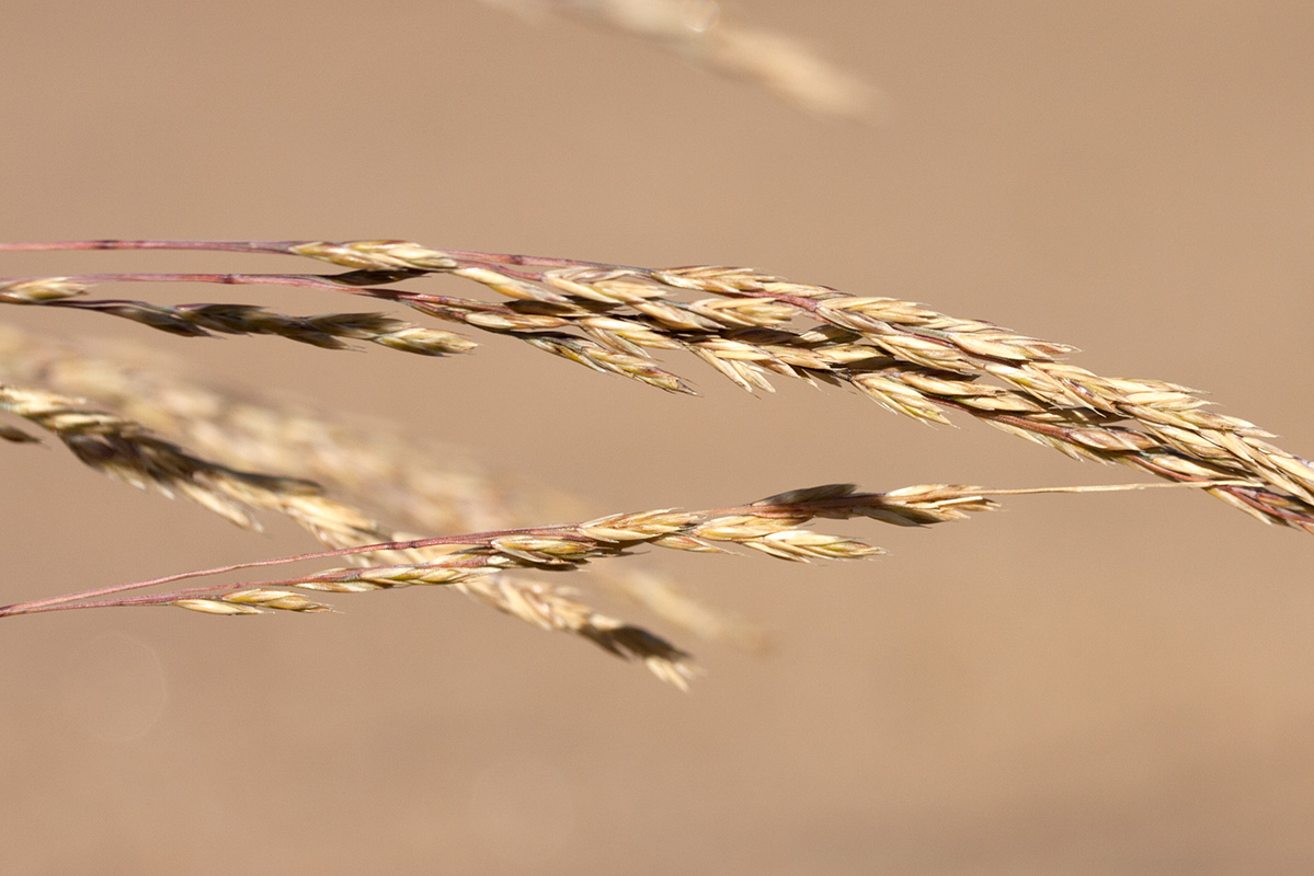 Изображение особи Festuca ovina.