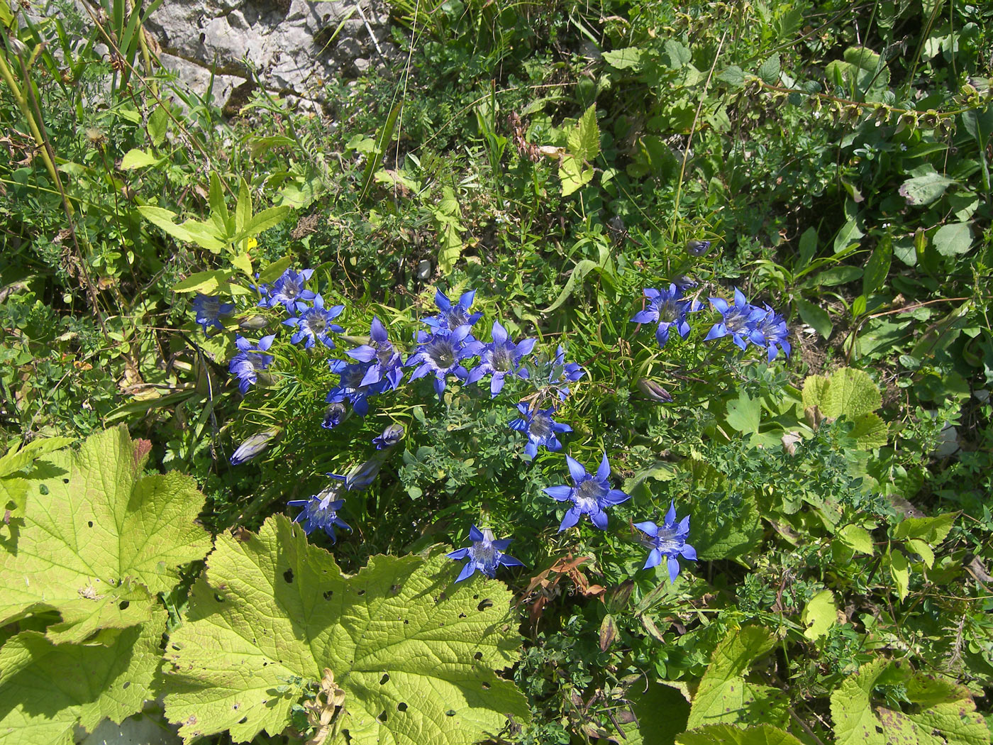 Изображение особи Gentiana paradoxa.