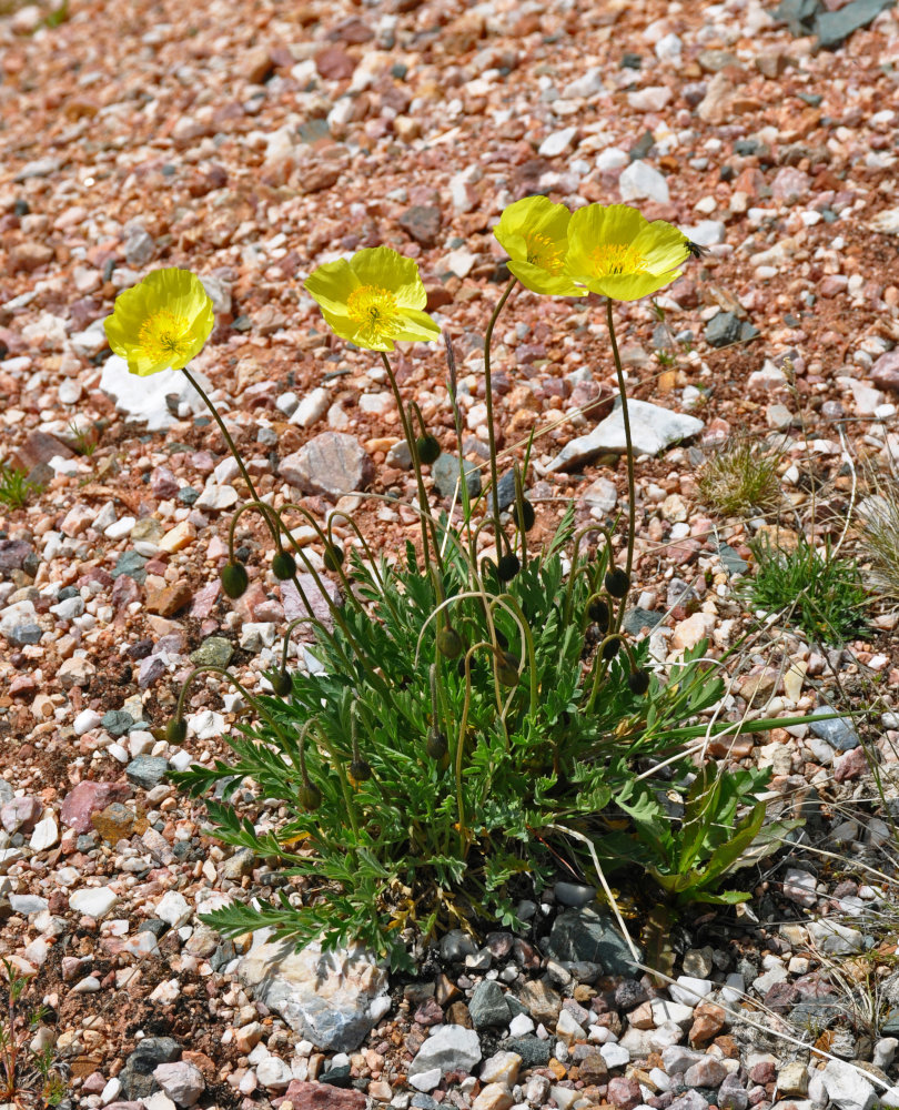 Image of genus Papaver specimen.