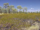 genus Acacia. Плодоносящие растения (стелющийся кустарник) в сообществе с Triodia (желтоватая трава) и Eucalyptus. Австралия, северо-западный Квинсленд, возле асфальтированного участка дороги Riversleigh Rd. юго-восточнее национального парка Boodjamulla (Lawn Hill). Конец сухого сезона (сезон gurreng). 13.10.2009.