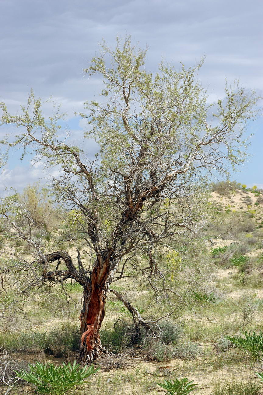 Image of Calligonum eriopodum specimen.