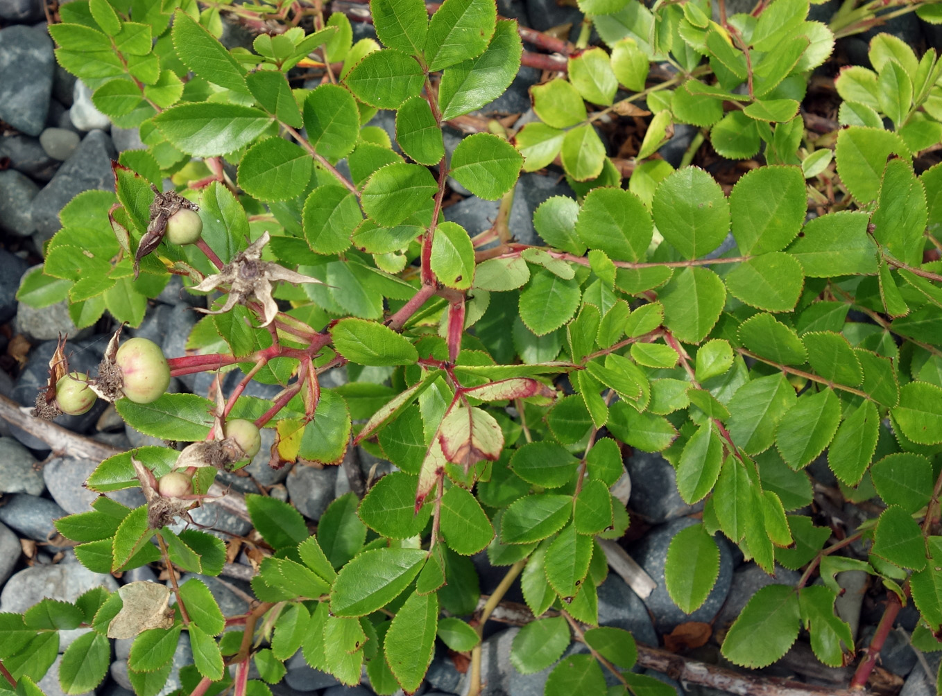 Image of Rosa maximowicziana specimen.