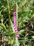 Spiranthes australis. Соцветие. Приморский край, окр. пос. Михайловка, разнотравный луг. 29.08.2019.