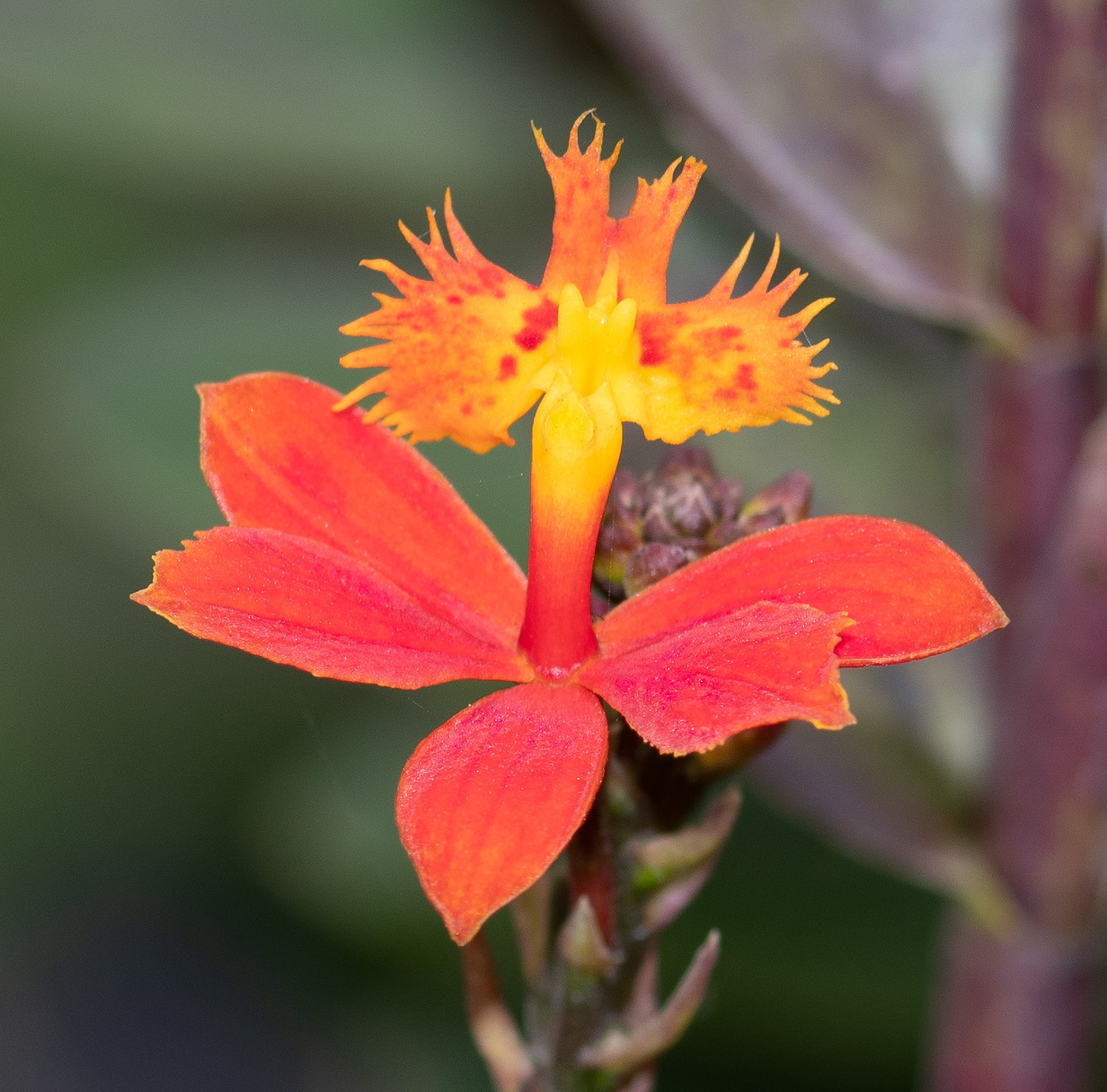 Image of Epidendrum radicans specimen.