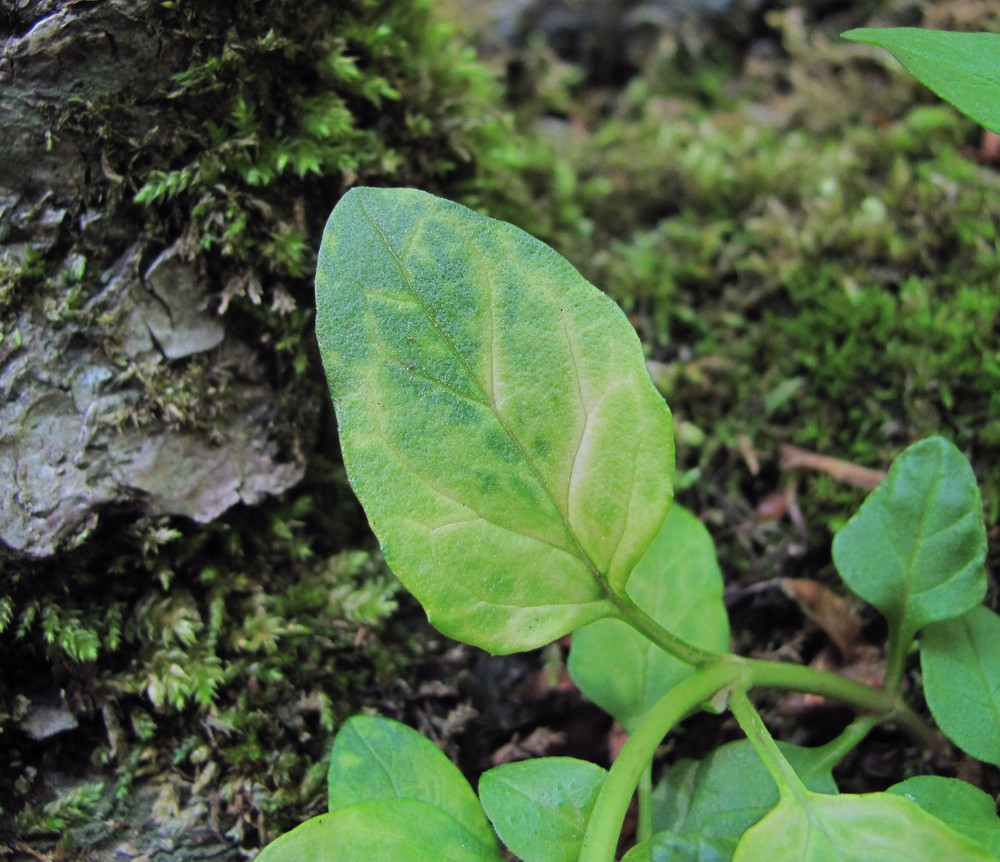 Изображение особи Prunella vulgaris.