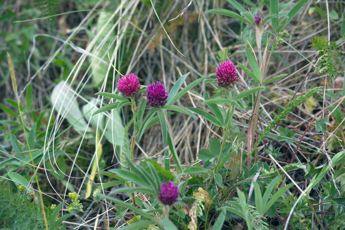 Image of Trifolium alpestre specimen.