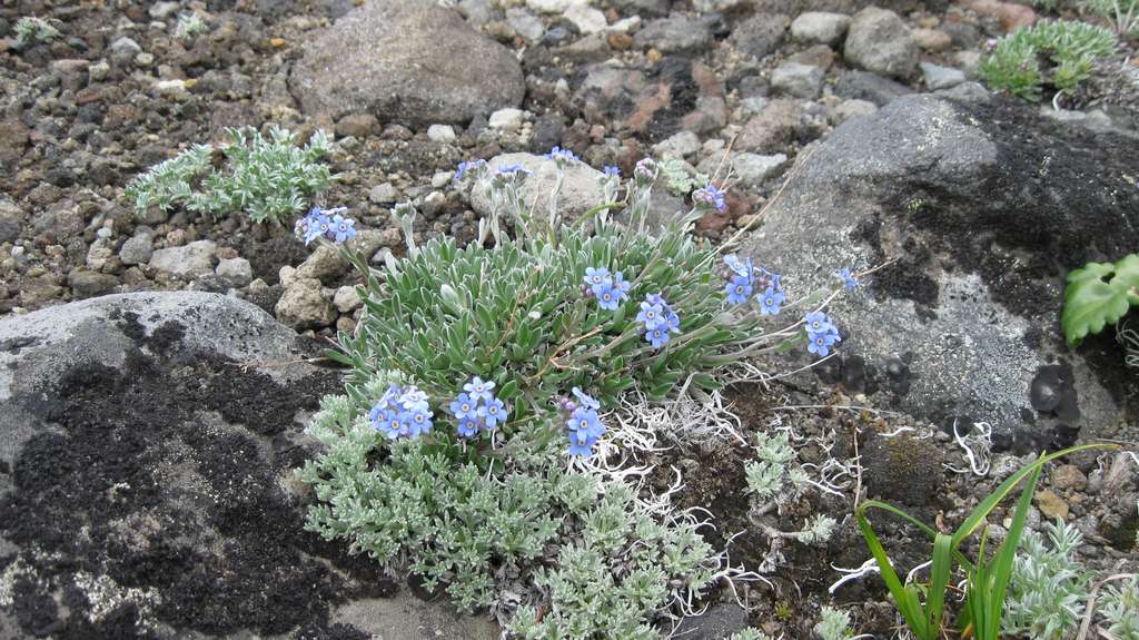 Изображение особи Eritrichium sericeum.