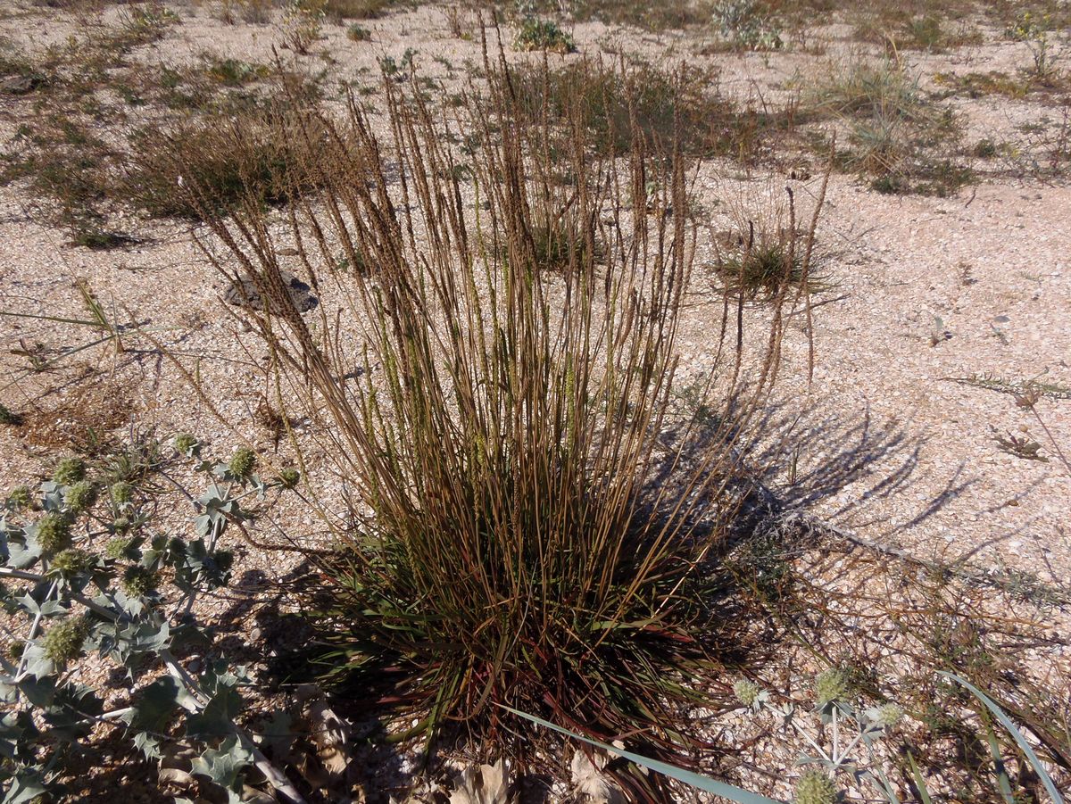 Image of Plantago salsa specimen.