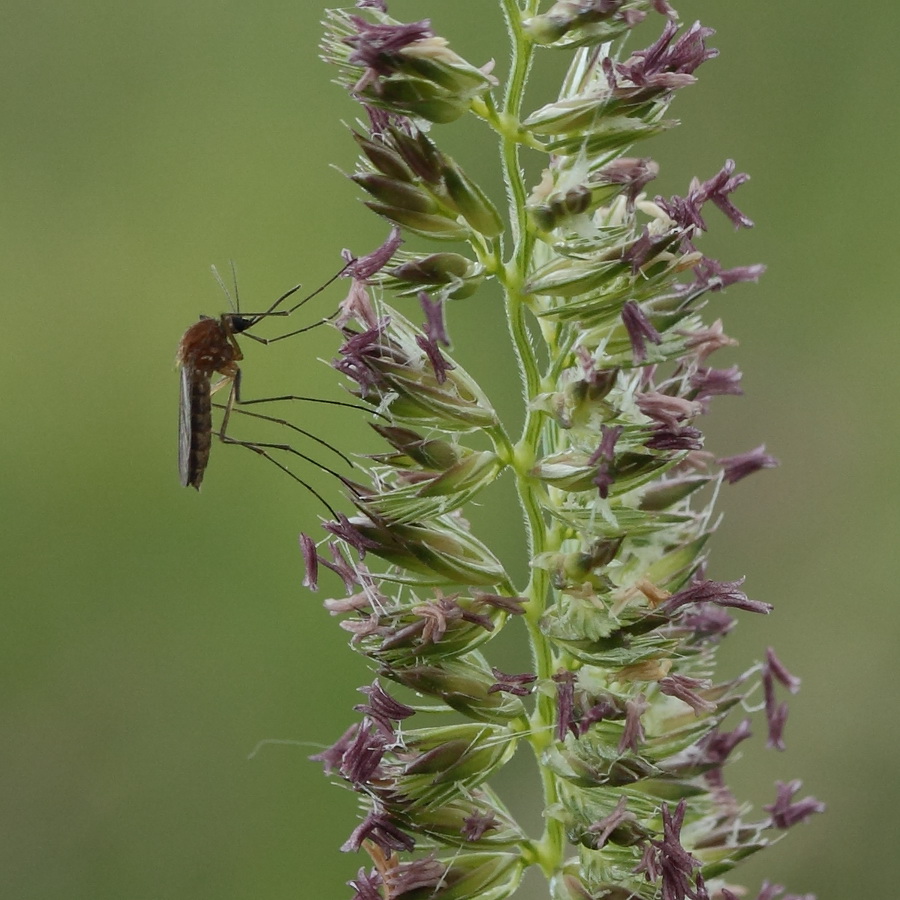 Image of Cynosurus cristatus specimen.