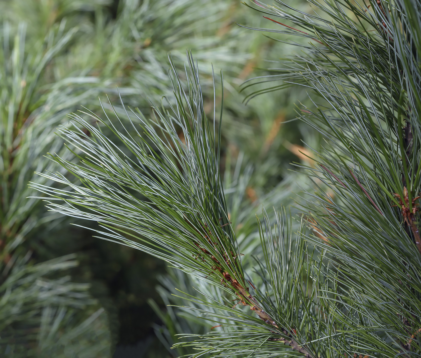 Image of Pinus pumila specimen.