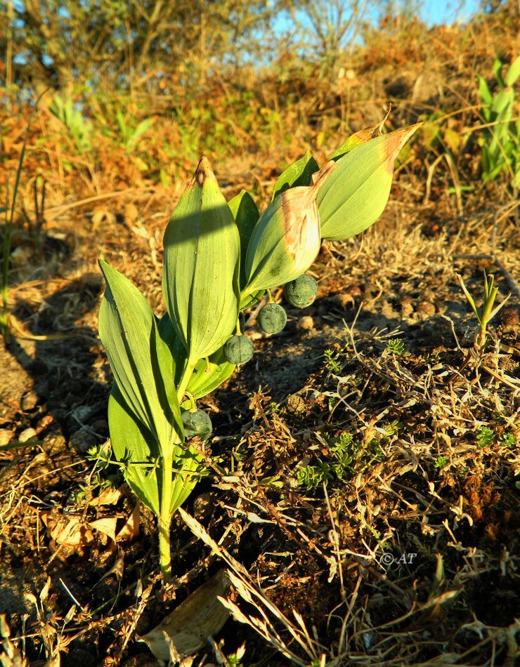 Image of Polygonatum odoratum specimen.