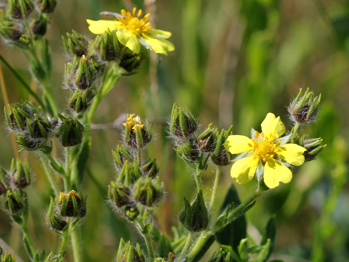 Image of Potentilla recta specimen.