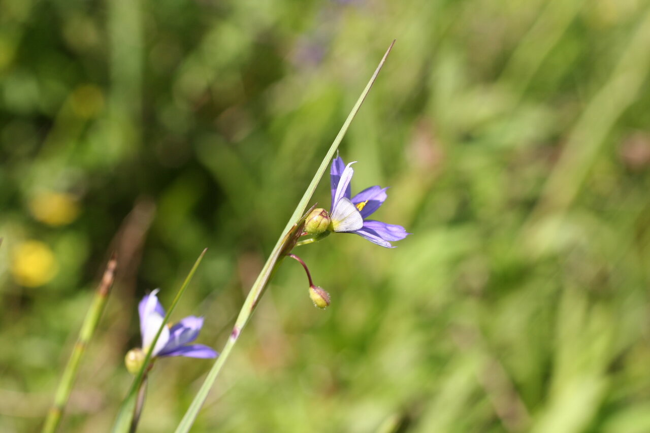 Image of Sisyrinchium montanum specimen.