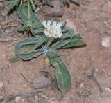 Sixalix eremophila